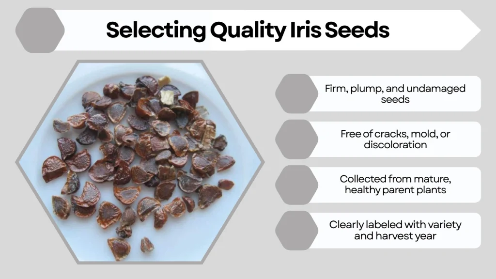 Selecting Quality Iris Seeds