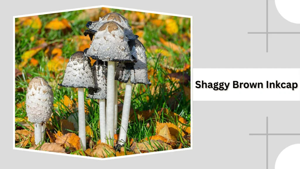 Shaggy Brown Inkcap