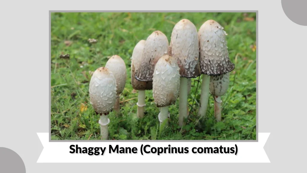 Shaggy Mane (Coprinus comatus)
