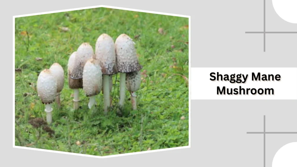 Shaggy Mane Mushroom