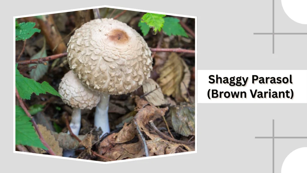 Shaggy Parasol (Brown Variant)