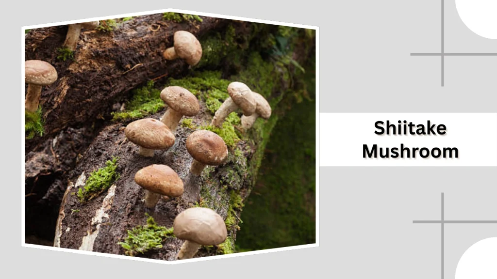 Shiitake Mushroom (Lentinula edodes)