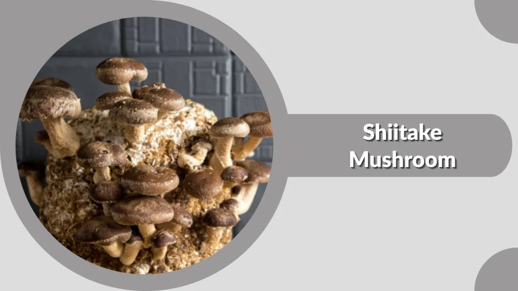 Shiitake Mushroom