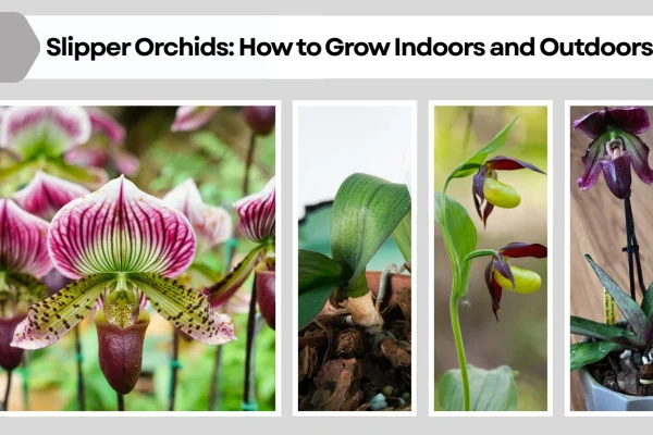 Slipper Orchids How to Grow Indoors and Outdoors