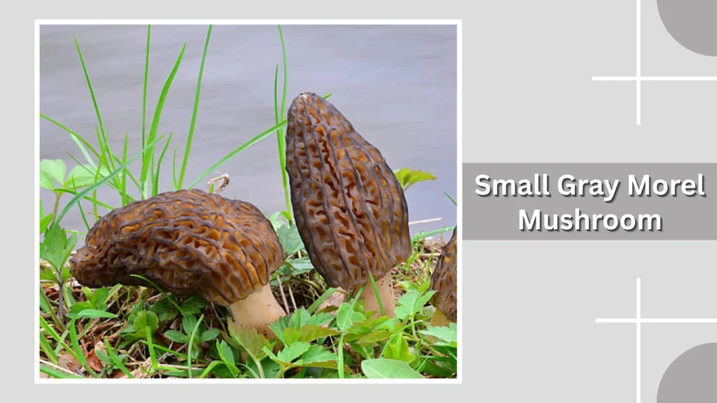 Small Gray Morel Mushroom