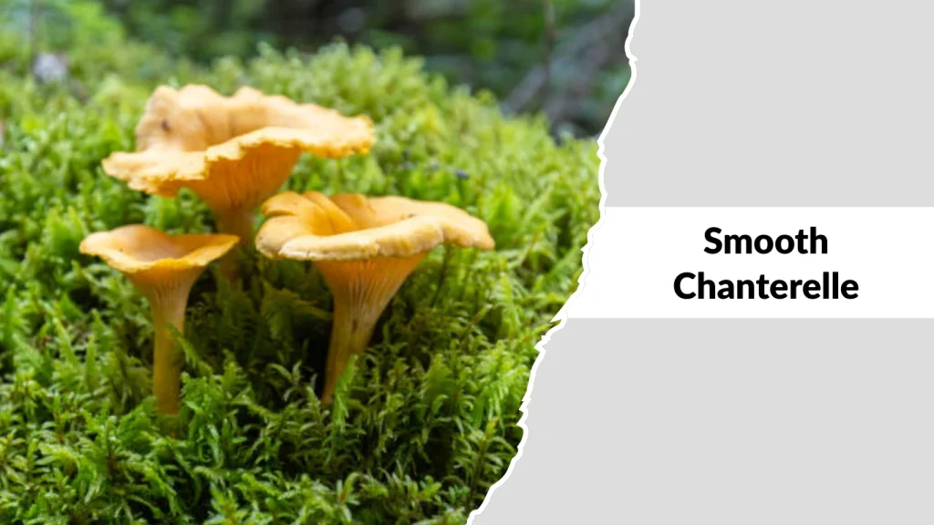 Smooth Chanterelle