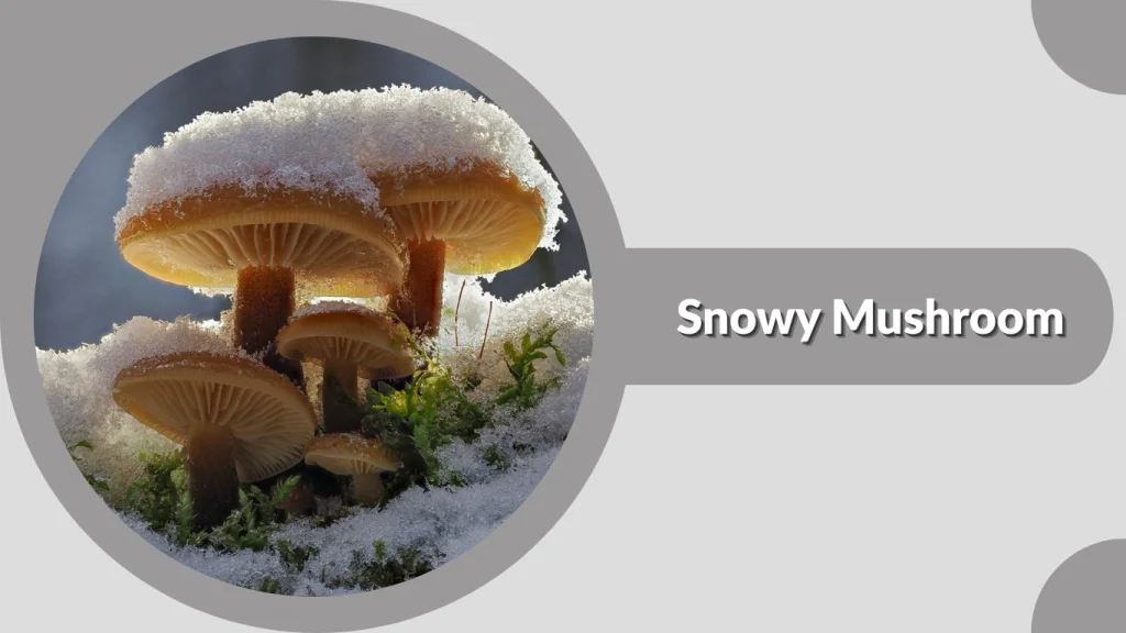 Snowy Mushroom
