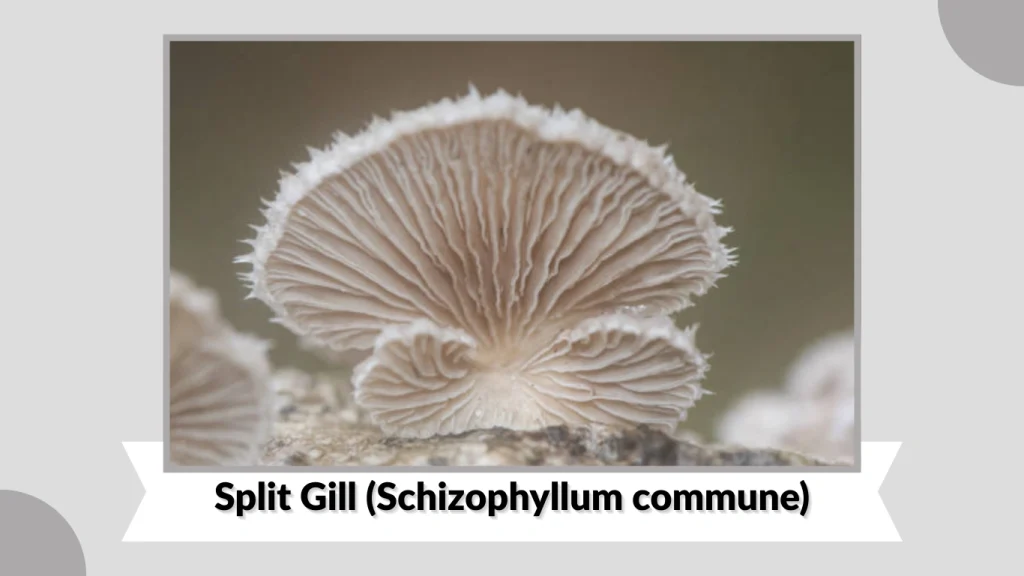Split Gill (Schizophyllum commune)
