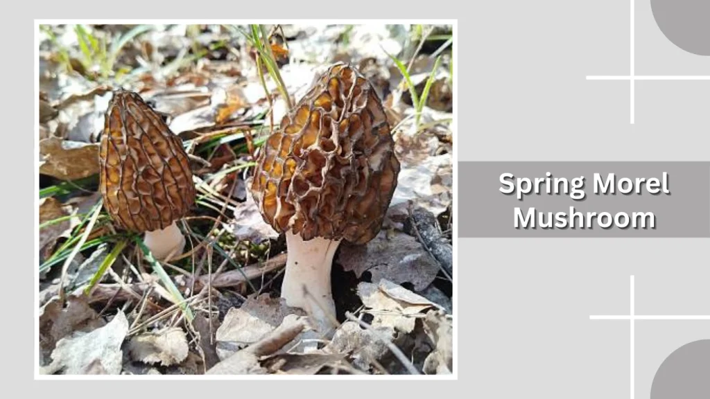Spring Morel Mushroom