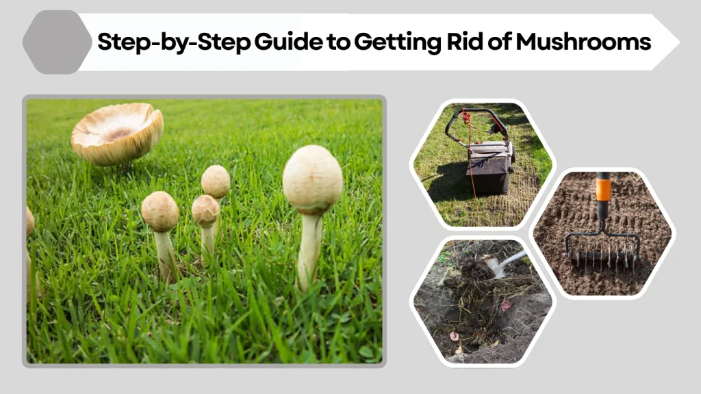 Step-by-Step Guide to Getting Rid of Mushroom