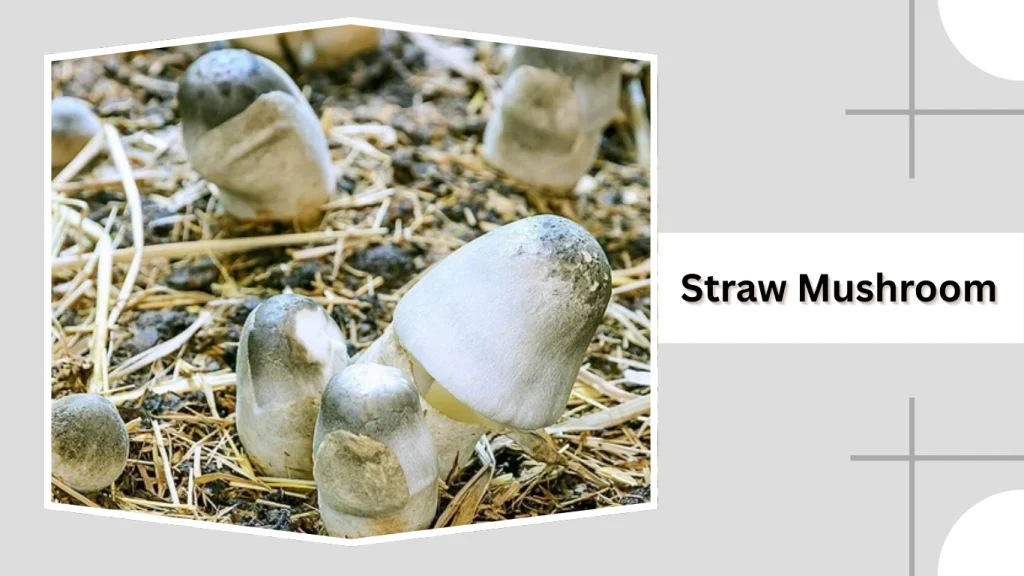 Straw Mushroom