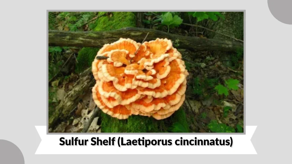 Sulfur Shelf (Laetiporus cincinnatus)