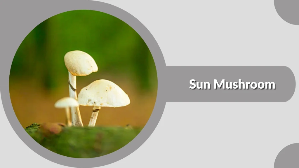 Sun Mushroom