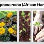 Tagetes erecta (African Marigold) Complete Plant Guide