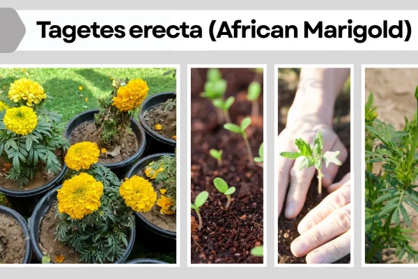 Tagetes erecta (African Marigold) Complete Plant Guide