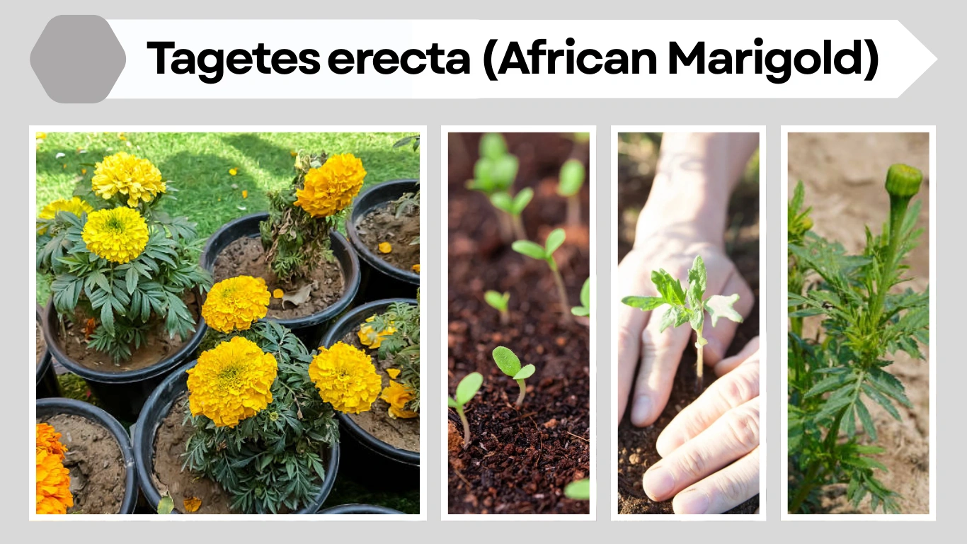 Tagetes erecta (African Marigold) Complete Plant Guide