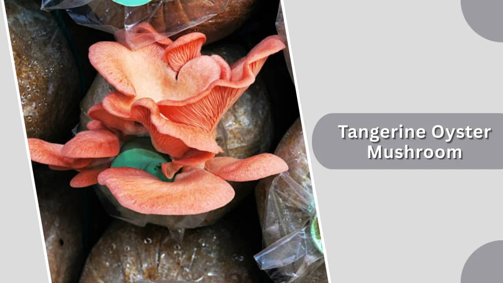 Tangerine Oyster Mushroom