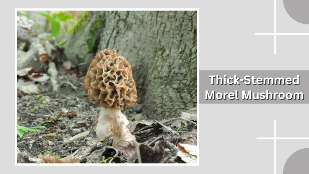 Thick-Stemmed Morel Mushroom