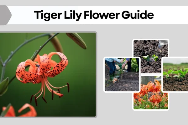 Tiger Lily Flower Guide Types, Colors, Meaning, and Uses
