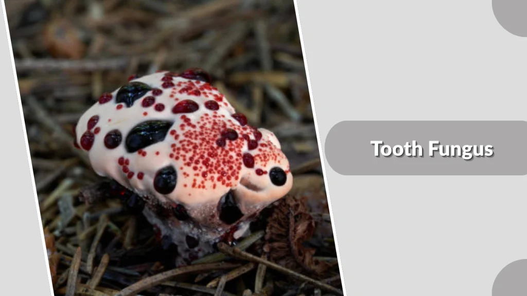 Tooth Fungus