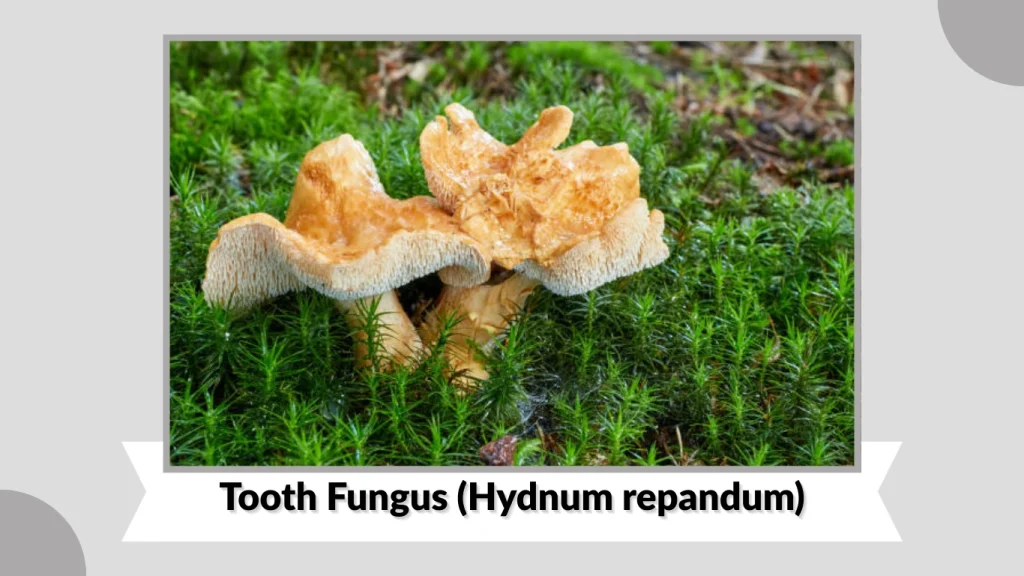 Tooth Fungus (Hydnum repandum)