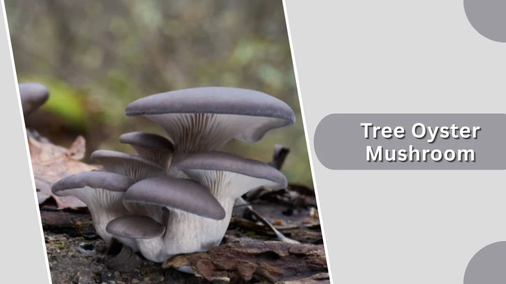 Tree Oyster Mushroom