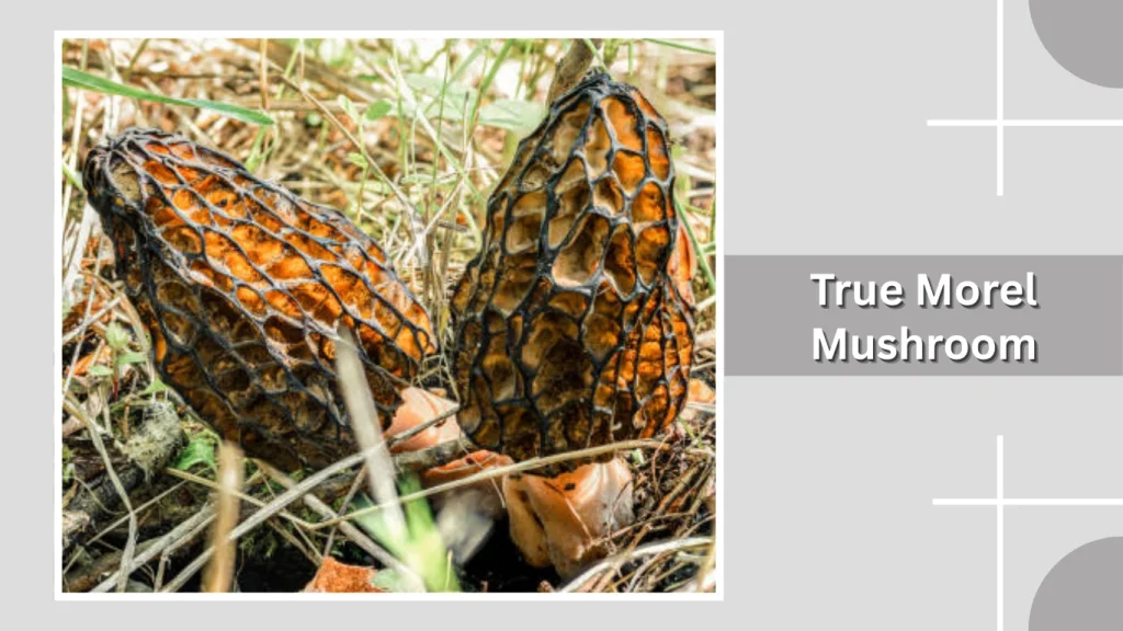 True Morel Mushroom