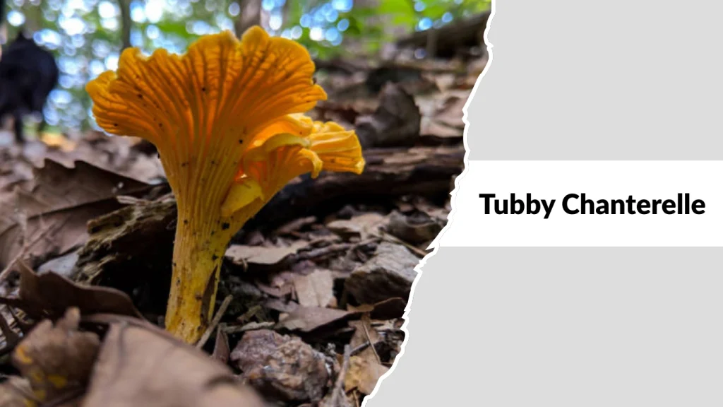 Tubby Chanterelle