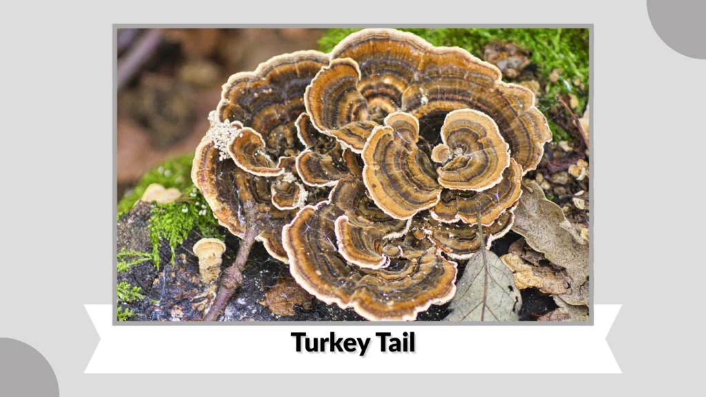Turkey Tail