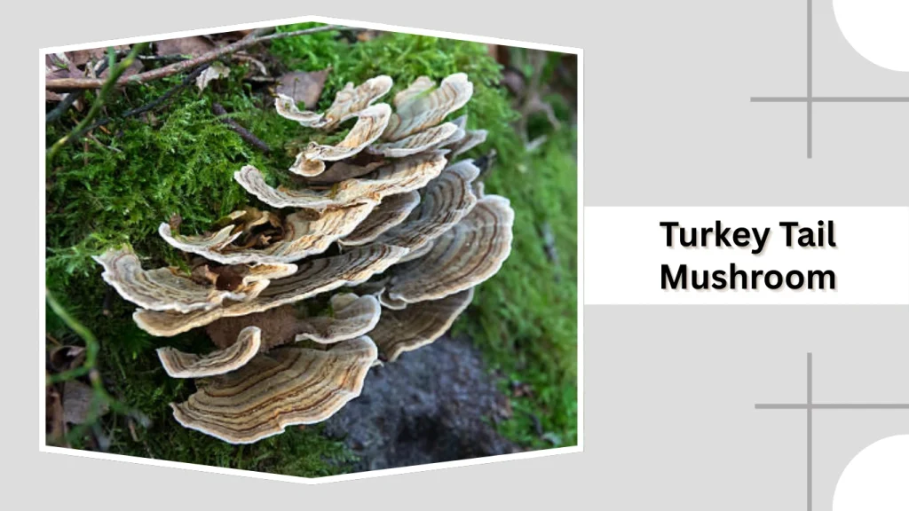 Turkey Tail Mushroom