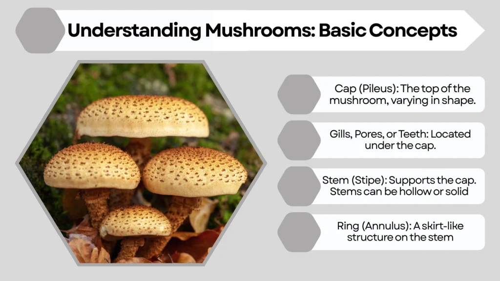 Understanding Mushrooms Basic Concepts