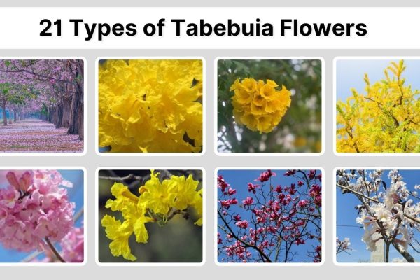 21 Types of Tabebuia Flowers: Names, Colors, and Growth Guide