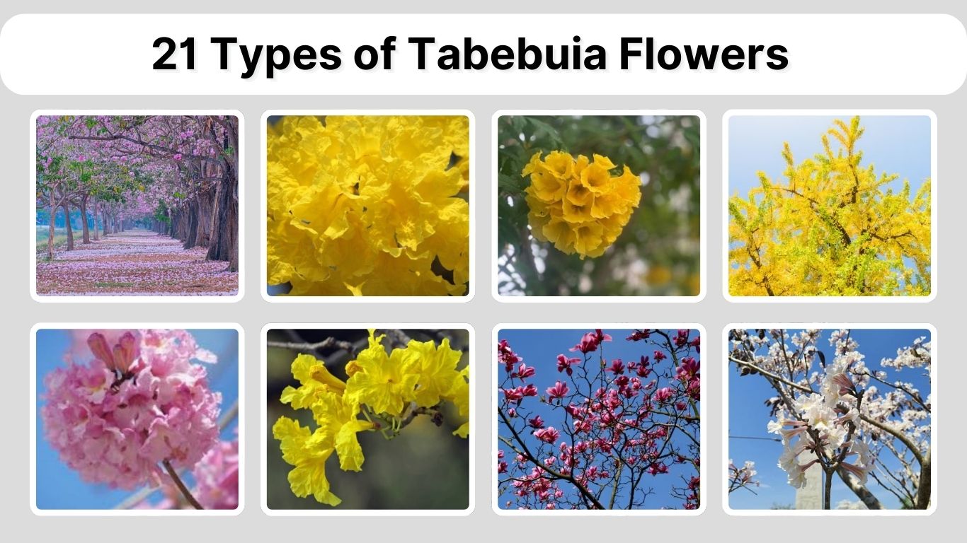 21 Types of Tabebuia Flowers: Names, Colors, and Growth Guide