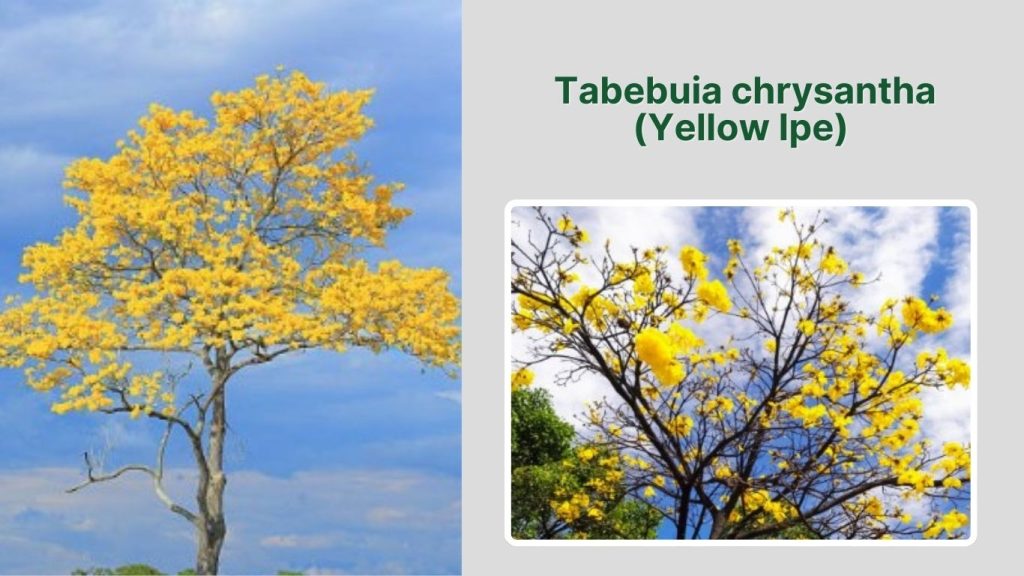 Tabebuia chrysantha (Yellow Ipe)
