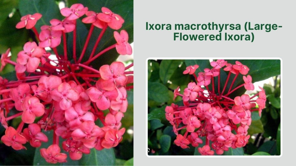  Ixora macrothyrsa (Large-Flowered Ixora)