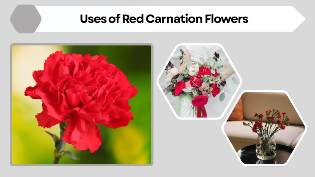 Uses of Red Carnation Flowers