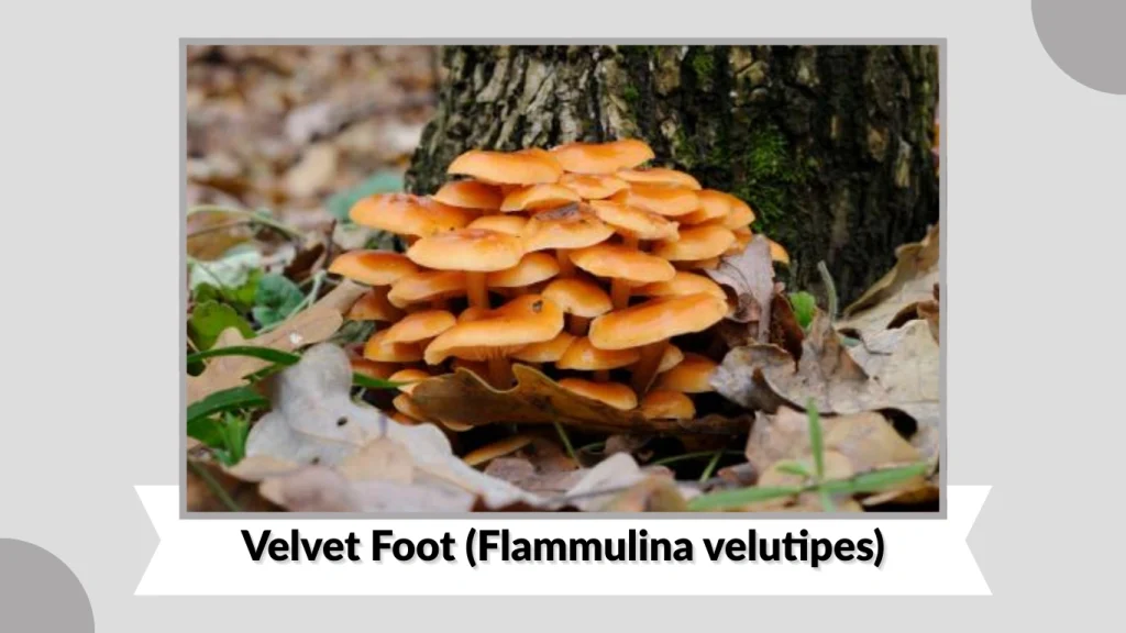 Velvet Foot (Flammulina velutipes)