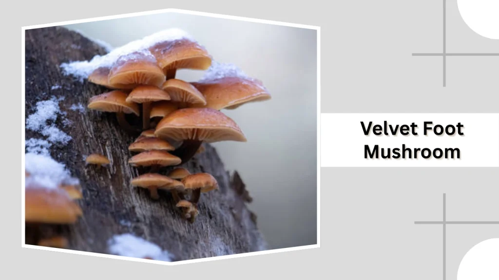 Velvet Foot Mushroom