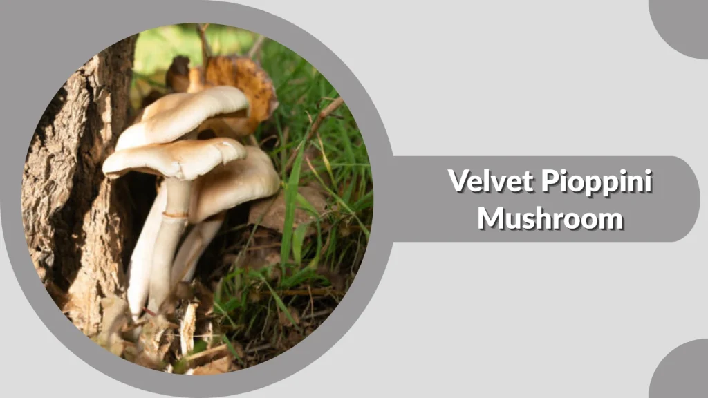 Velvet Pioppini Mushroom
