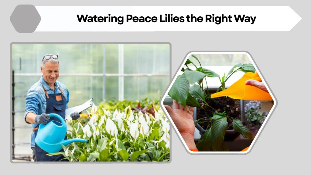 Watering Peace Lilies the Right Way