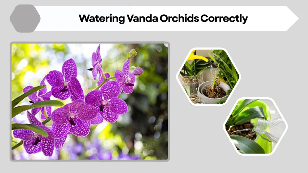 Watering Vanda Orchids Correctly