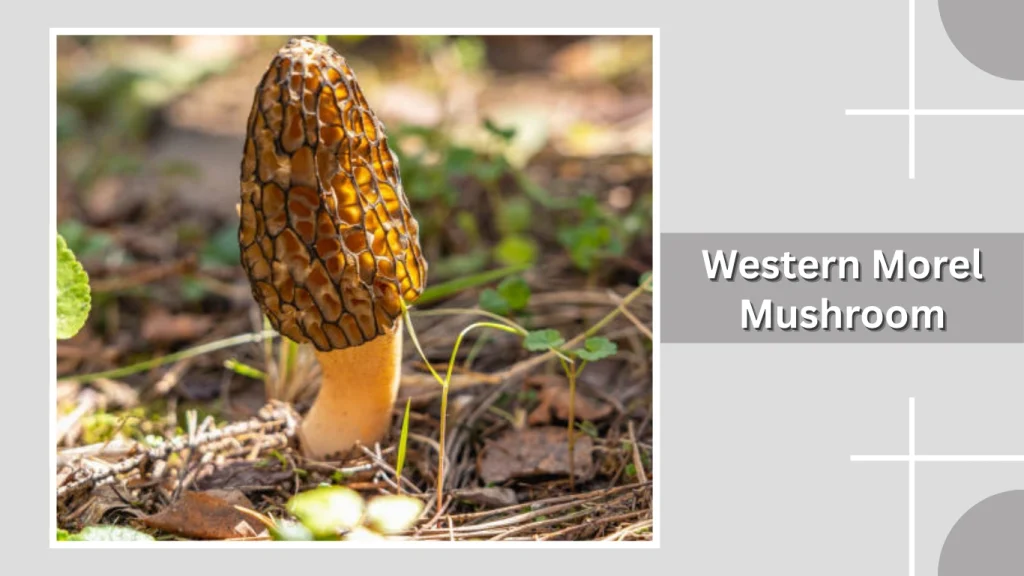 Western Morel Mushroom