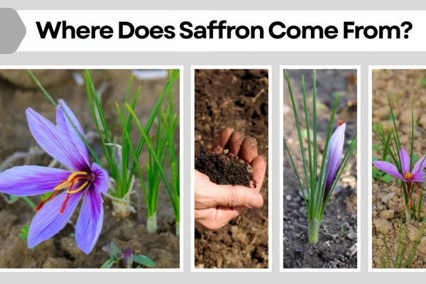 Where Does Saffron Come From Origins and Sources Explained