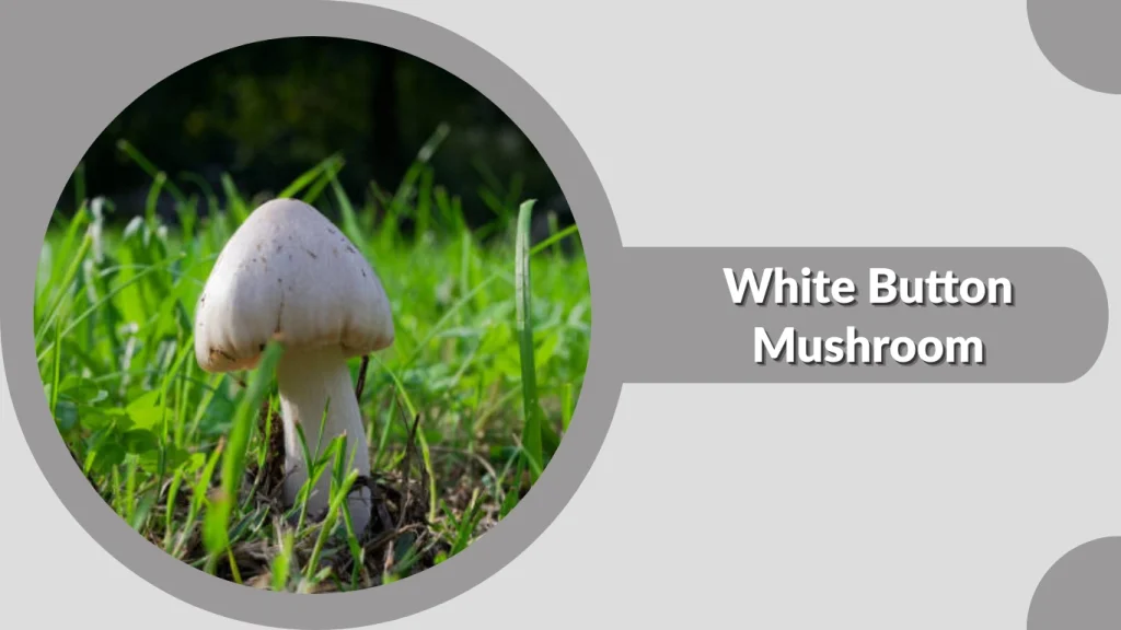 White Button Mushroom