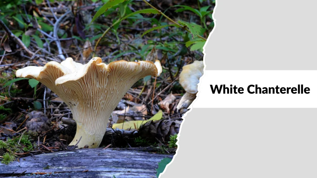 White Chanterelle