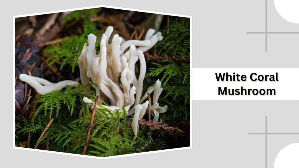 White Coral Mushroom
