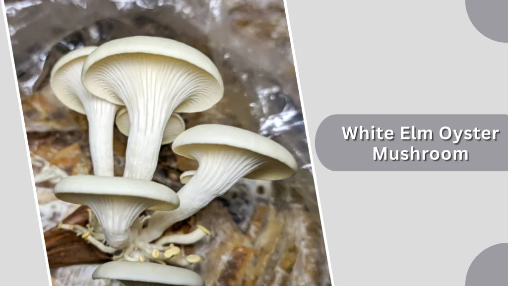 White Elm Oyster Mushroom