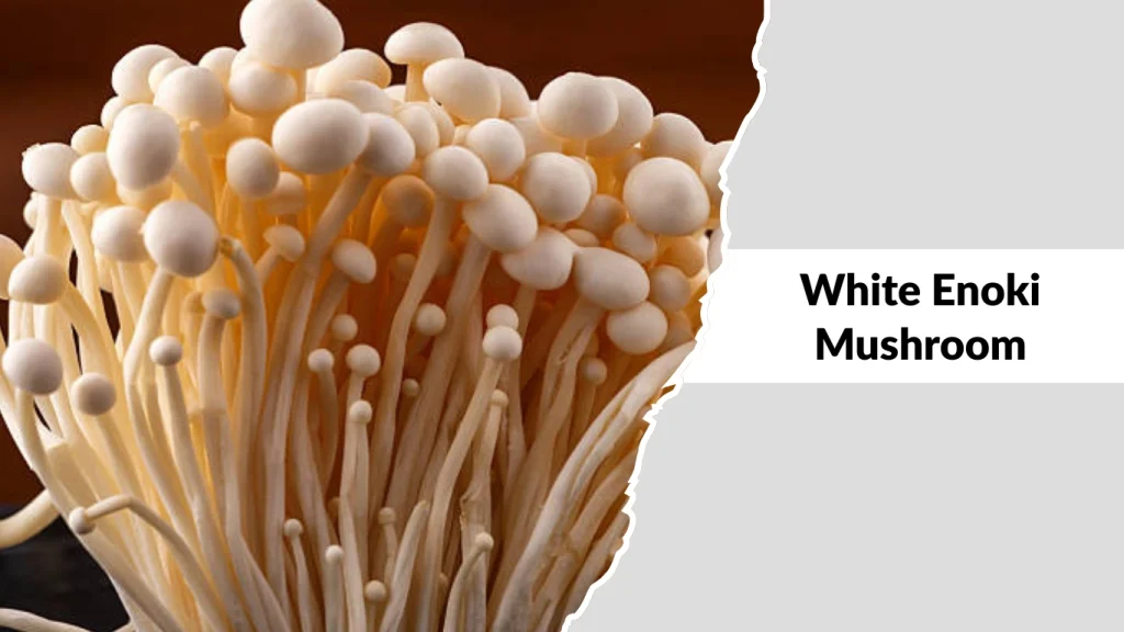 White Enoki Mushroom
