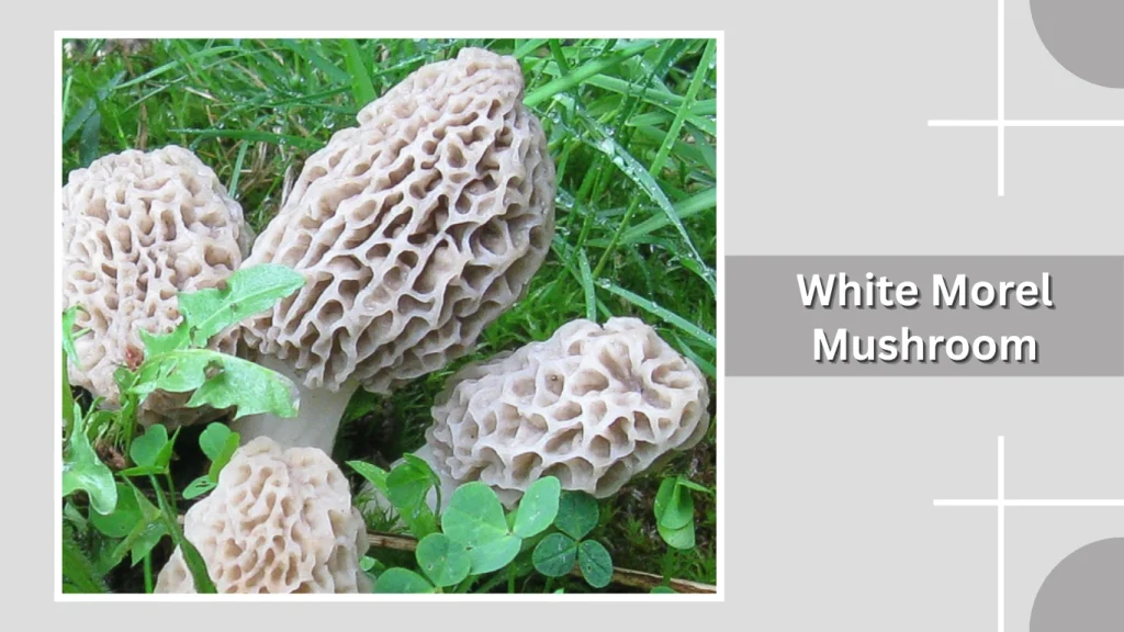 White Morel Mushroom
