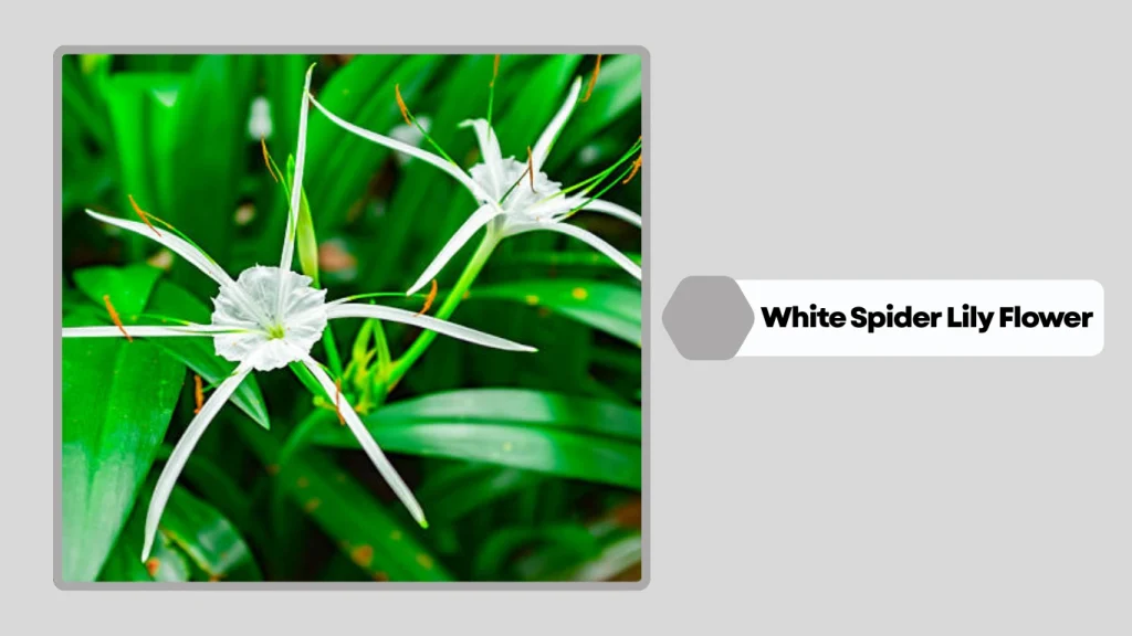 White Spider Lily Flower